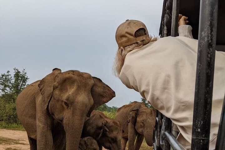 Udawalawe National Park Safari: 3-Hour to Full-Day Elephant Safaris photo 5