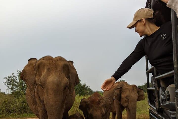 Udawalawe National Park Safari: 3-Hour to Full-Day Elephant Safaris photo 6