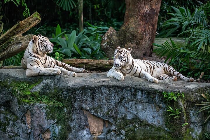 Singapore Deluxe City Pass: Top Attractions, Flyer & Gardens Guide photo 4