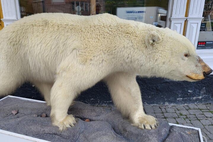 Tromsø Walking Tour & Arctic Cathedral Visit — Treasure Hunt, Bridge Ride & City Sights photo 5