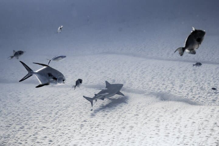 Bull Shark Dive in Playa del Carmen: Dive Machine Shark Point Adventure photo 4