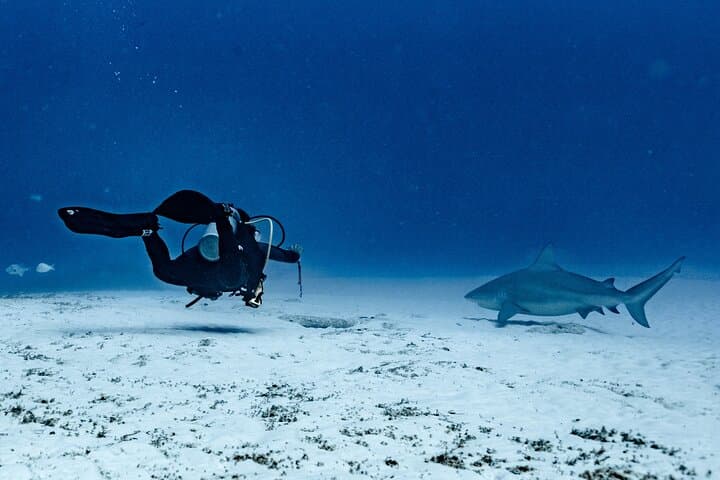 Bull Shark Dive in Playa del Carmen: Dive Machine Shark Point Adventure