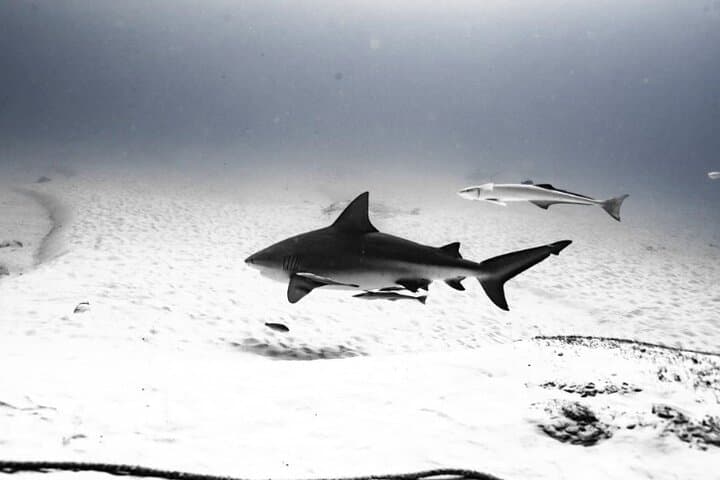 Bull Shark Dive in Playa del Carmen: Dive Machine Shark Point Adventure photo 3