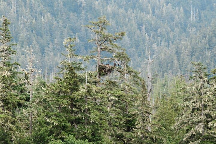Ketchikan Waterfront & Wildlife Cruise: Exploring Alaska’s Coastal Wilderness by Sea photo 3