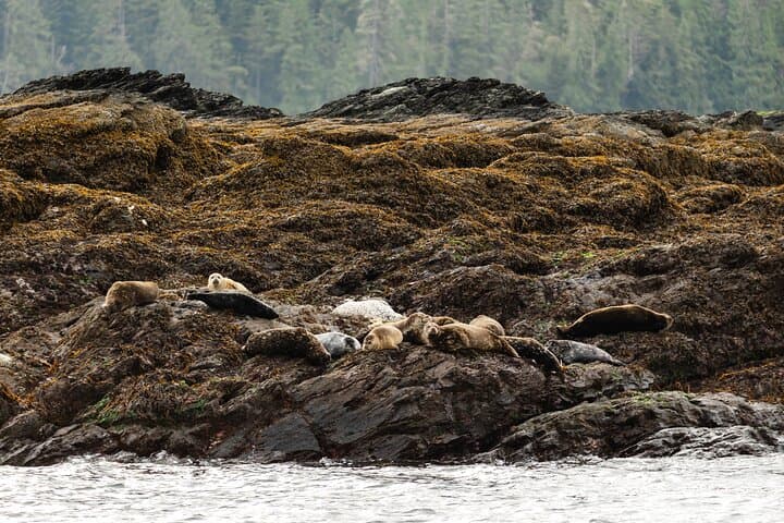 Ketchikan Waterfront & Wildlife Cruise: Exploring Alaska’s Coastal Wilderness by Sea photo 4
