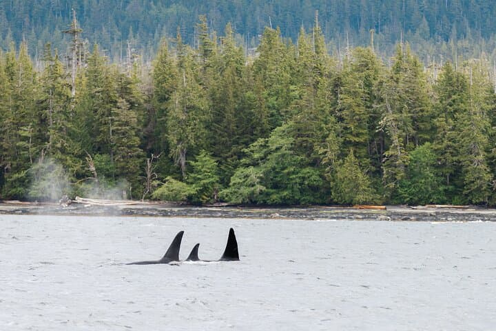 Ketchikan Waterfront & Wildlife Cruise: Exploring Alaska’s Coastal Wilderness by Sea photo 6