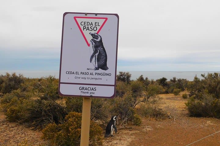 Punta Tombo Penguin Colony Shore Tour from Puerto Madryn — Walk Among Magellanic Penguins photo 2