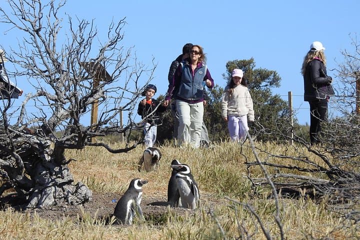 Punta Tombo Penguin Colony Shore Tour from Puerto Madryn — Walk Among Magellanic Penguins photo 3