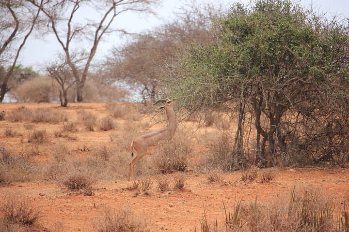 6-Day Northern Kenya Safari: Samburu, Meru and Ol Pejeta Wildlife Circuit