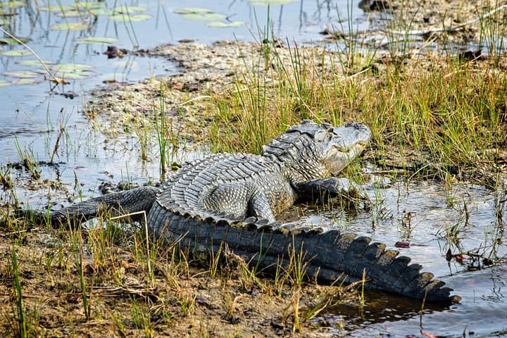 Everglades Airboat Ride & Naturalist Walk — Private Tour from Miami photo 3
