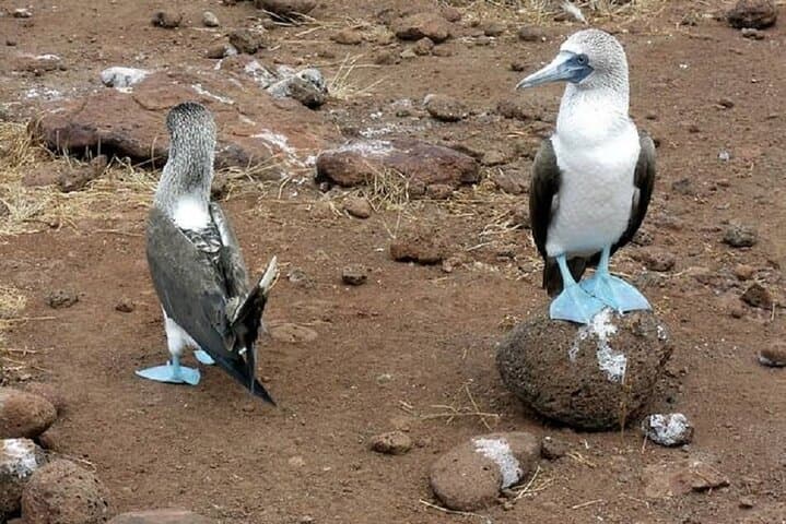 Exploring Ecuador and the Galapagos: A 10-Day Adventure Through History and Nature photo 5