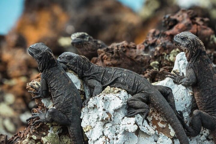 Exploring Ecuador and the Galapagos: A 10-Day Adventure Through History and Nature photo 6