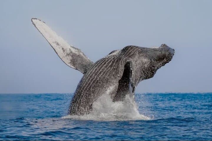 Mazatlán 4-Hour Whale-Watching Cruise — Malecón, Lighthouse & Three Islands photo 2