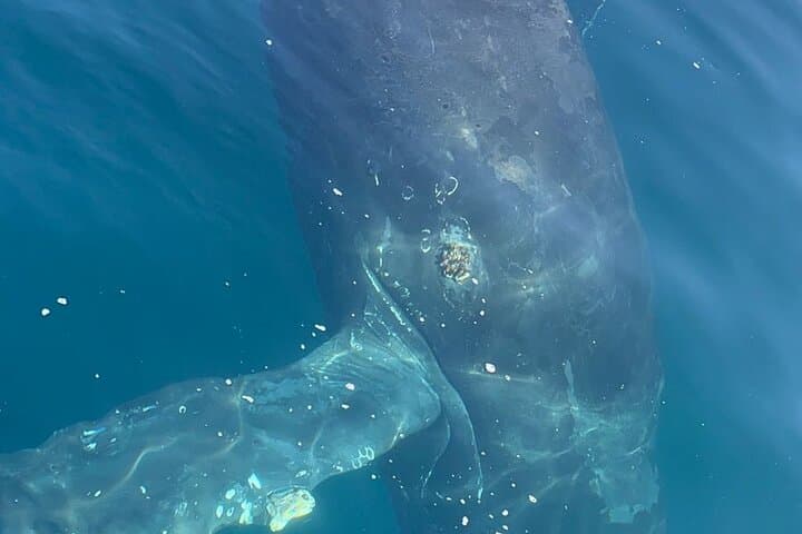 Mazatlán 4-Hour Whale-Watching Cruise — Malecón, Lighthouse & Three Islands photo 5