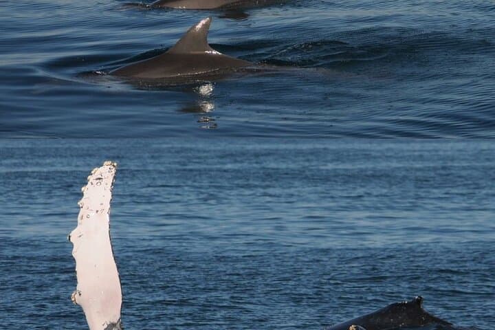 Mazatlán 4-Hour Whale-Watching Cruise — Malecón, Lighthouse & Three Islands photo 6
