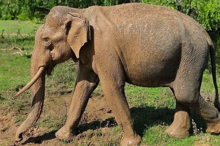 Yala National Park Safari: Half & Full‑Day Wildlife Jeep Tours from Tissamaharama