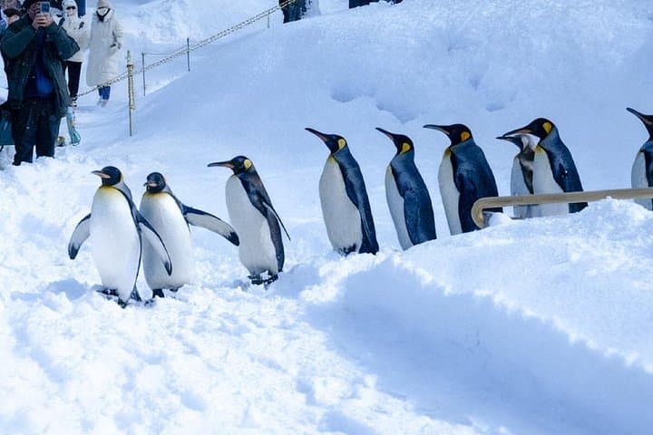 Sapporo Winter Day Tour: Asahiyama Zoo, Blue Pond & Shirahige Falls photo 4