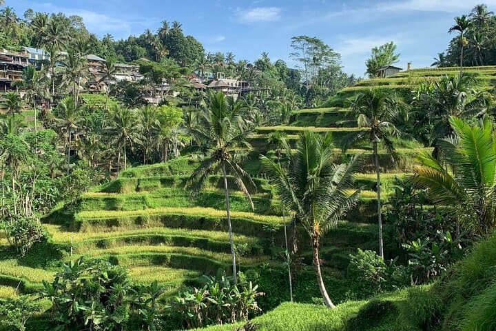 Ubud Day Tour: Temple, Waterfall & Tegalalang Rice Terraces — Private Guided Experience