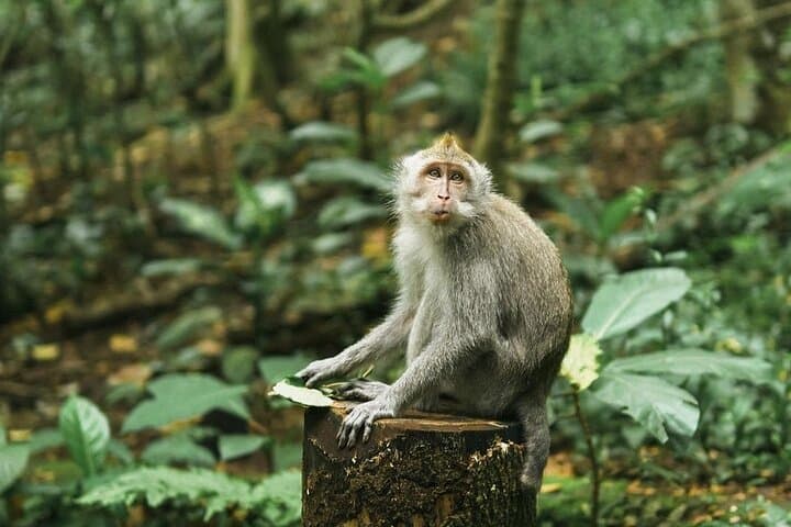 Ubud Private Full-Day Tour: Temples, Rice Terraces & Waterfalls photo 6