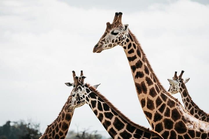 Shared Naivasha Safari Adventure: Lake Naivasha & Hell's Gate Day Trip from Nairobi photo 2