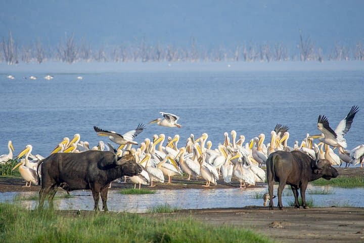 Shared Naivasha Safari Adventure: Lake Naivasha & Hell's Gate Day Trip from Nairobi photo 1