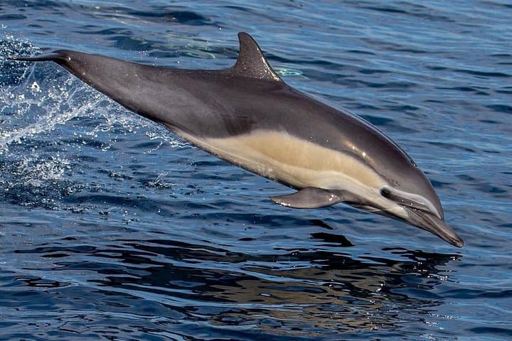 Mission Bay Dolphin Watch Sunset Cruise on the Legacy — San Diego photo 4