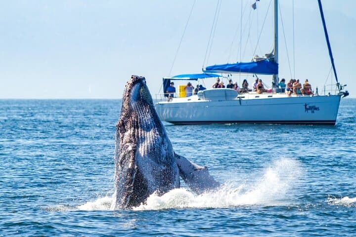 Luxury Day Sailing on Banderas Bay: Snorkel, Paddleboard & Open Bar from Puerto Vallarta photo 1