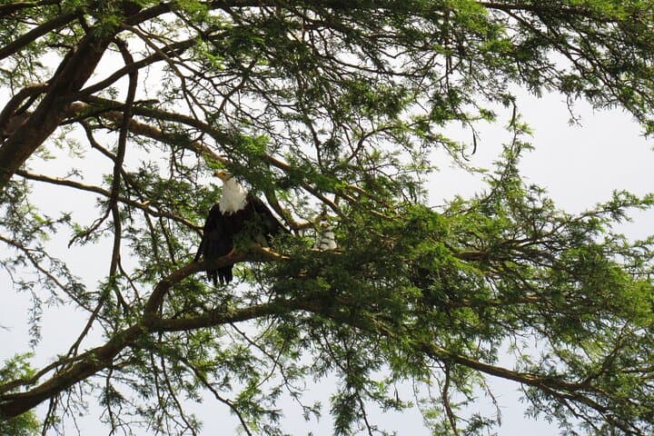 Entebbe Botanical Gardens Birding: Full-Day Lake Victoria Bird Watching Tour photo 4