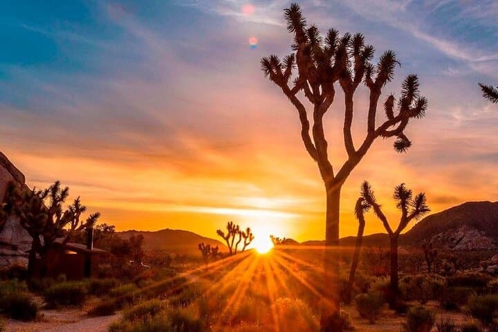 Joshua Tree Sunset Stargazing and Desert Hills Outlet Day Trip from Los Angeles