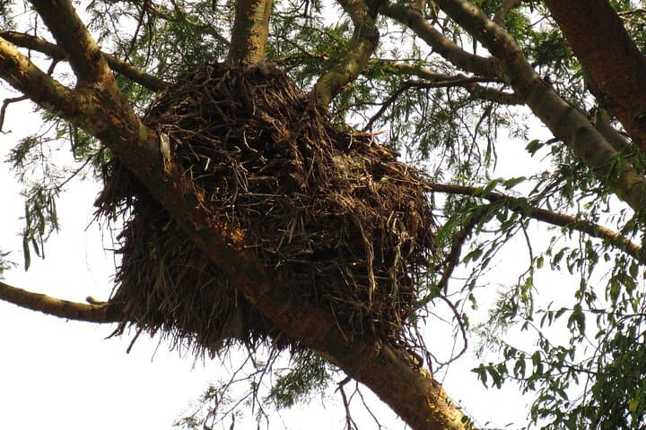 Entebbe Botanical Gardens Birding: Full-Day Lake Victoria Bird Watching Tour photo 5