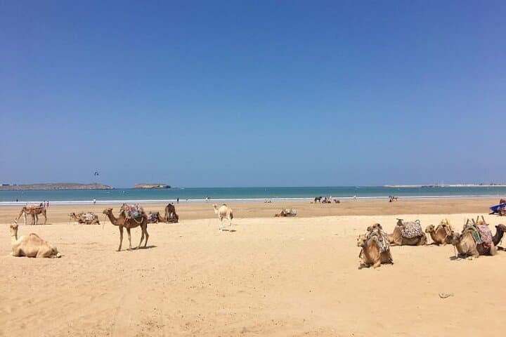 Essaouira Day Trip from Marrakech: Atlantic Coast, Argan Cooperatives & Medina Strolls photo 3