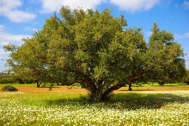 Essaouira Day Trip from Marrakech: Atlantic Coast, Argan Cooperatives & Medina Strolls photo 2