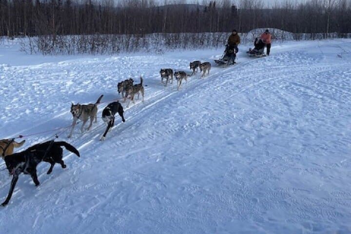 Learn to Mush: 2-Hour Dog Mushing School Near Fairbanks, Alaska photo 3