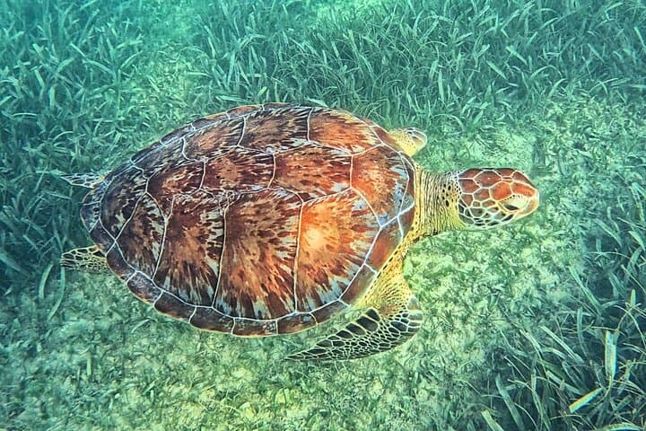 Tulum & Tortugas All-Inclusive Catamaran: Ruins, Snorkel & Beach Club photo 4