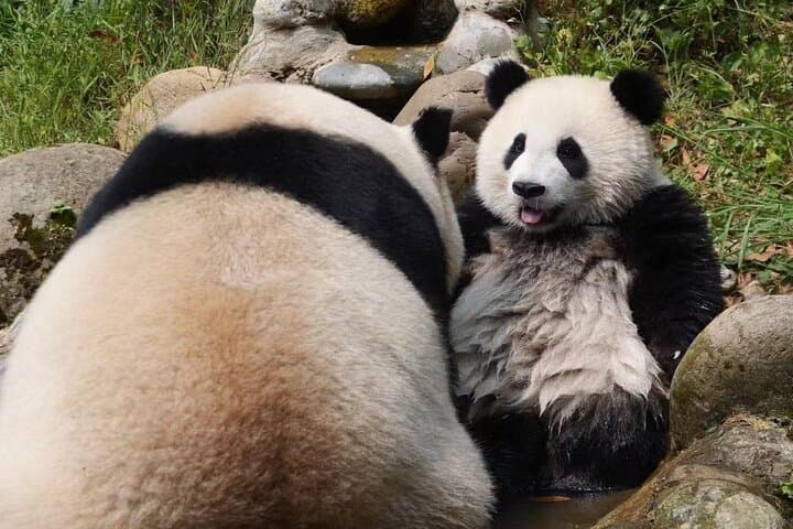 Dujiangyan Panda Sanctuary: Morning Feeding and Red Panda Keeper Experience photo 4