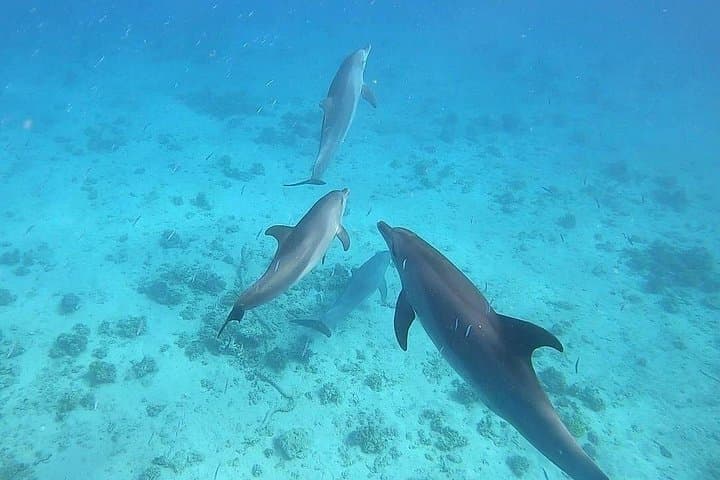 Hurghada Dolphin House Cruise: Swim with Dolphins, Snorkel Reefs & Lunch photo 3