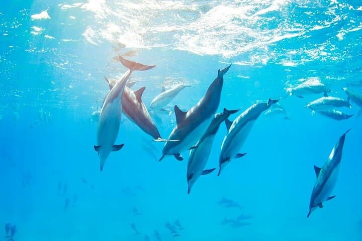 Hurghada Dolphin Watching & Snorkeling Trip — Red Sea Boat Tour with Lunch photo 3