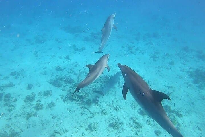 Hurghada Dolphin Watching & Snorkeling Trip — Red Sea Boat Tour with Lunch photo 5