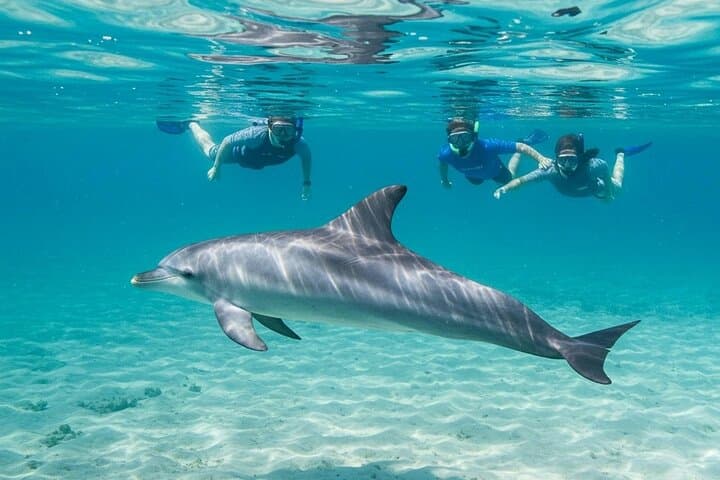 Hurghada Dolphin Watching & Snorkeling Trip — Red Sea Boat Tour with Lunch photo 4