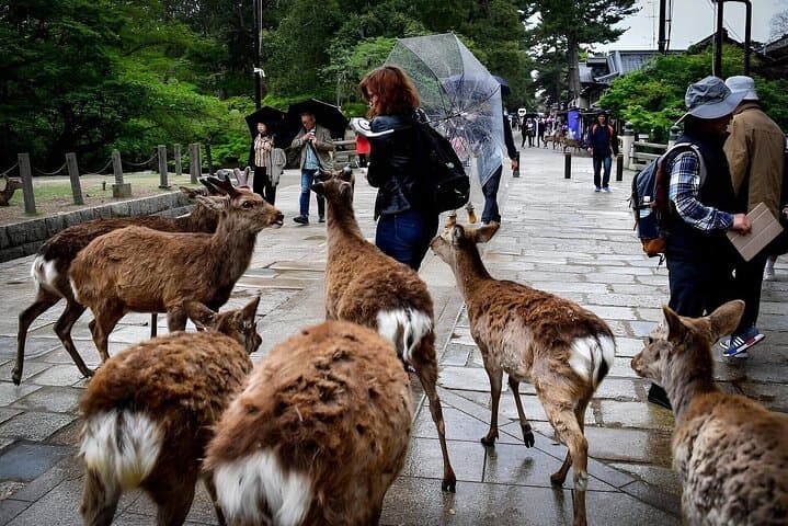Meet the Deer & Discover the Buddha: Private Car Tour of Nara