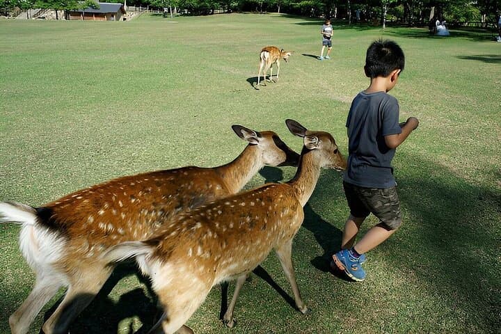 2-Day Kyoto and Nara Private Cultural Tour — Temples, Markets & Deer photo 3