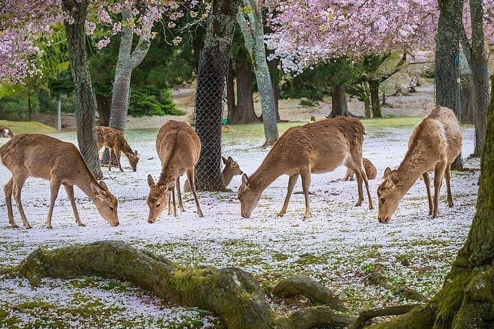 Meet the Deer & Discover the Buddha: Private Car Tour of Nara photo 3