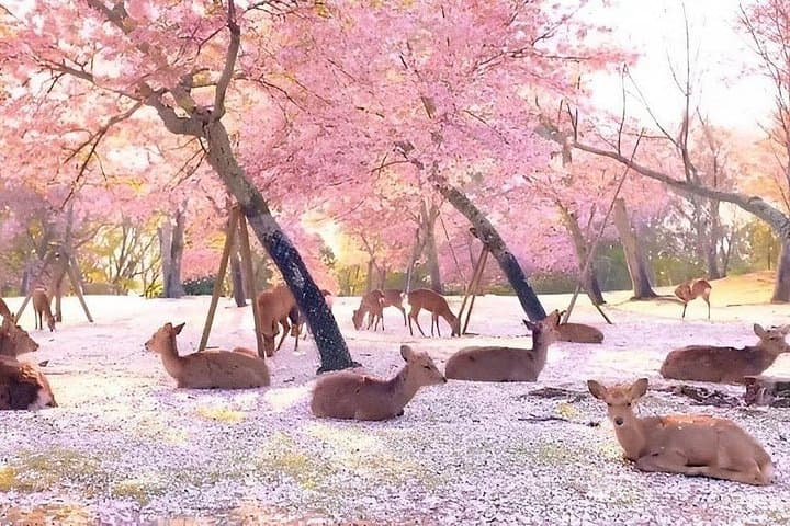 Meet the Deer & Discover the Buddha: Private Car Tour of Nara photo 4