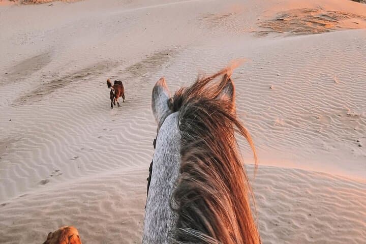Doha Arabian Horse Riding Adventure: Guided Desert Ride with Transfer photo 2