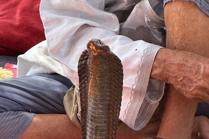 Agadir Mini Sahara: Full-Day Berber Dunes & Coastal Oases Tour photo 3