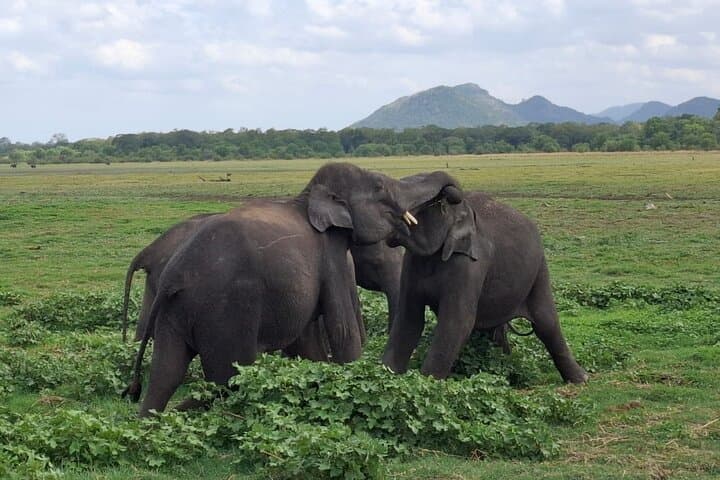 Custom 10-Day Sri Lanka Adventure: Sigiriya, Ella, Yala & Galle with Free Tuk-Tuk to Nine Arch Bridge photo 4
