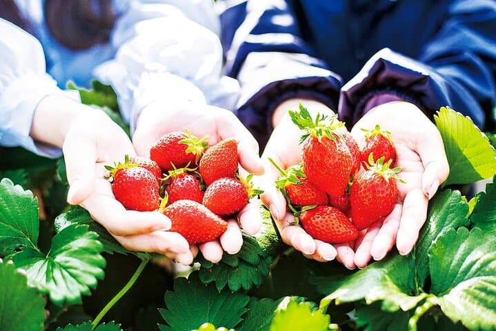Gunma Day Trip: Fukiware Falls, Harada Farm Fruit Picking & Tambara Lavender
