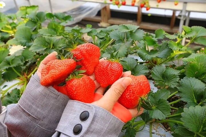 Gunma Day Trip: Fukiware Falls, Harada Farm Fruit Picking & Tambara Lavender photo 5