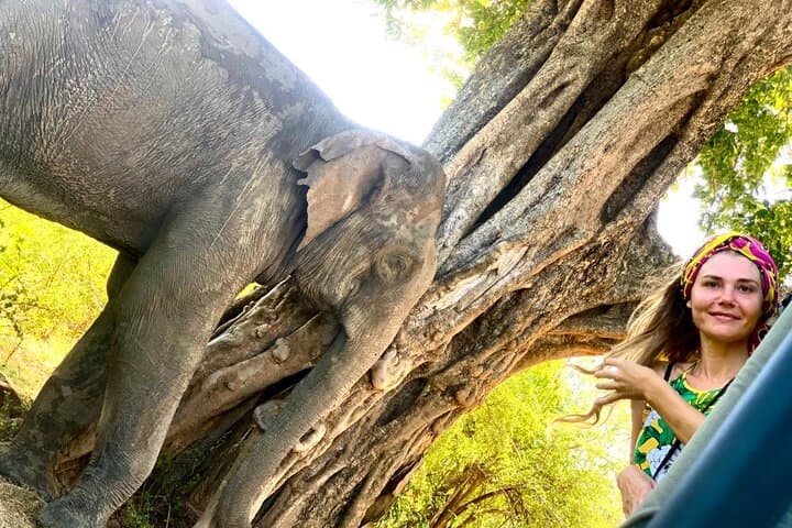 Cultural Triangle and Wildlife Safari: 3-Day Sri Lanka Tour photo 4