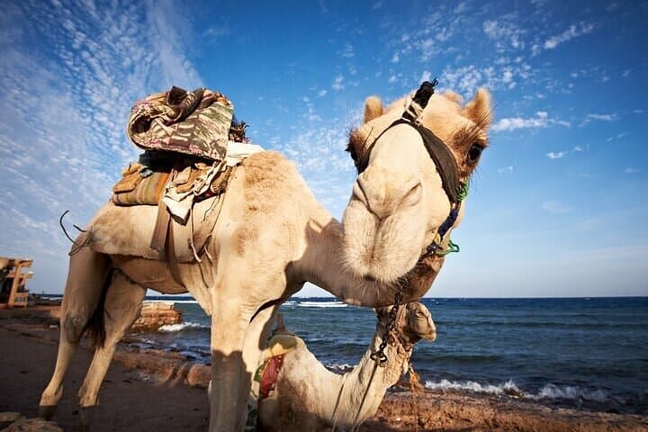 Blue Hole Snorkeling, Camel Ride & Bedouin Lunch from Sharm el-Sheikh photo 3